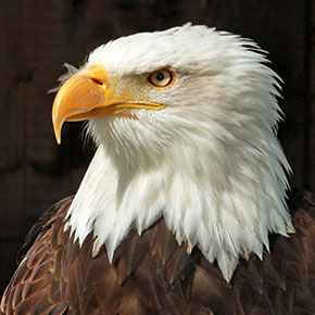 Raptors - Bald Eagle Perched
