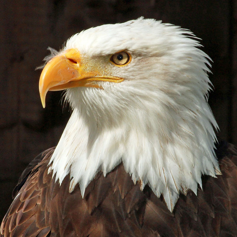 Raptors - Bald Eagle