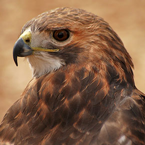 Raptors - Hawk