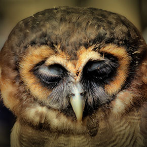 Raptors - Owl